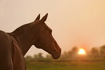 Foto auf Leinwand Porträt eines Pferdes mit schönem Hintergrund © nikidericks