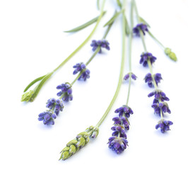 Bunch of lavender on a white background. Botanical illustration. Vintage style. Lavender flowers in closeup.