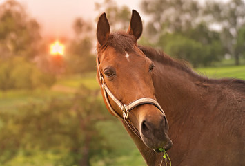 Obraz premium Portrait of a horse with a beautiful background 