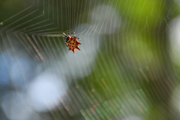 Star spider on a web - 1