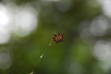 Star spider on a web -3