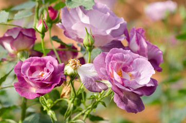 Purple roses flower blossom in a garden