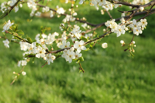 spring season/ Low-growing branches of blossoming cherry on a lawn background