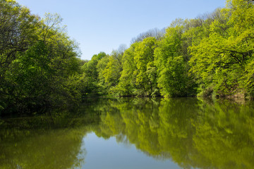 Lake in green forest