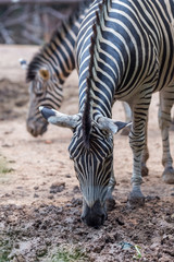 Fototapeta na wymiar Close-up portrait of zebra