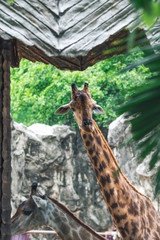 Giraffe looking at the camera.