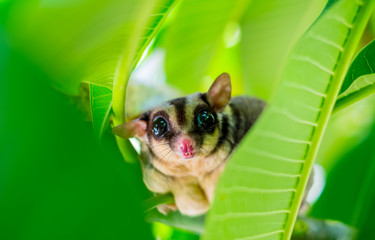 A Chubby adorable sugar glider climb on the tree in the garden. (Petaurus breviceps)
