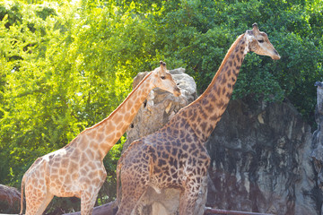 Two giraffes, tree background and stone wall