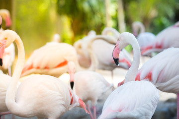 Naklejka premium Flamingo Natural Backgrounds
