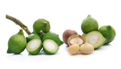 Macadamia nut isolated on white background.