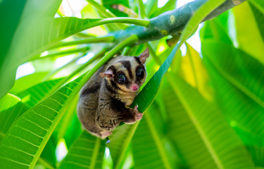 A Chubby adorable sugar glider climb on the tree in the garden. (Petaurus breviceps)