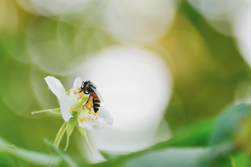 Naklejka premium Bee
