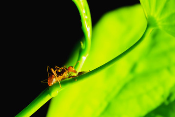 red ant