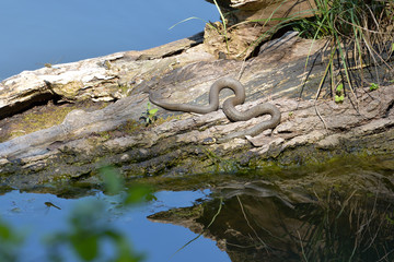 Ringelnatter am See