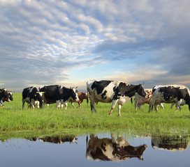 Vaches qui paissent au pâturage