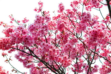 Obraz premium 曇天の公園の風景7