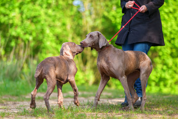 woman with a Weimaraner dog who plays with a puppy