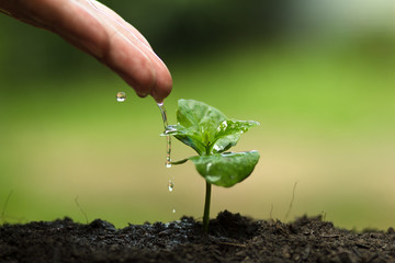 Plant a tree in nature,coffee tree,fresh