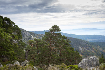 Scots pine forest in Siete Picos (Seven Peaks) range, in Guadarrama Mountains National Park, province of Madrid, Spain