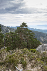 Naklejka na ściany i meble Scots pine forest in Siete Picos (Seven Peaks) range, in Guadarrama Mountains National Park, province of Madrid, Spain