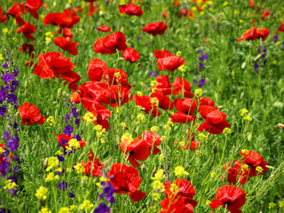 Naklejka premium red poppy and wild flowers