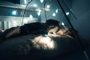 Portrait of a cat under an umbrella with garlands