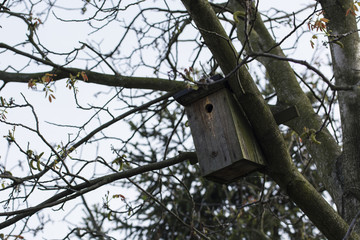 Wooden box for birds on the tree.