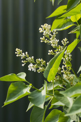 Flower of white lilac.