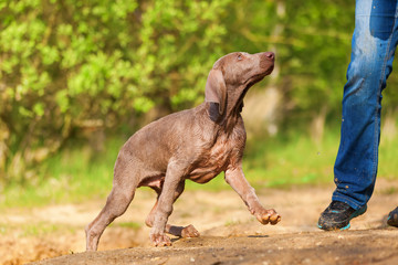 person with a Weimaraner puppy outdoors