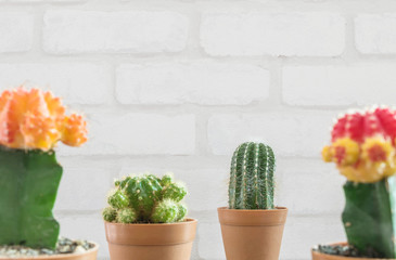Closeup fresh green cactus in brown plastic pot for decorate with blurred group of color cactus and white brick wall textured background with copy space