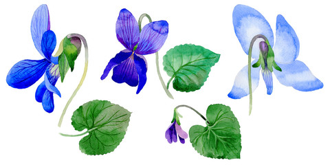 Wildflower Viola papilionacea flower in a watercolor style isolated.