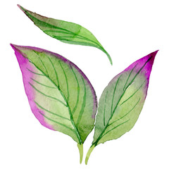 Wildflower Cornus Florida flower in a watercolor style isolated.