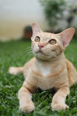 Yellow/Ginger cat relaxing in the park