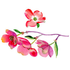 Naklejka premium Wildflower Cornus Florida flower in a watercolor style isolated.