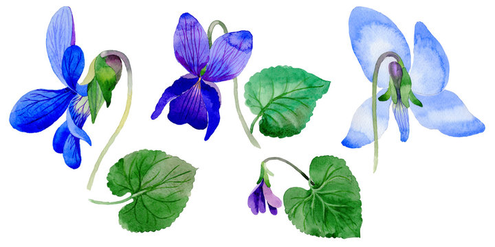 Wildflower Viola Papilionacea Flower In A Watercolor Style Isolated.