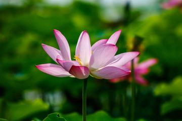 Obraz premium closeup of lotus flower