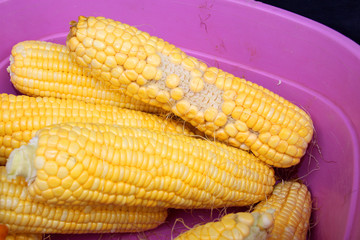 fresh sweet corn