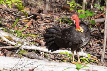 Australian Brush-turkey standing on log looking