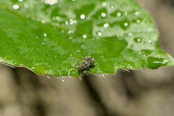 R&uuml;sselk&auml;fer im Regen