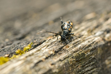 Schmalbock auf einer Holzplanke