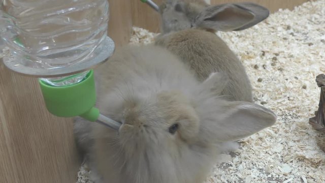 A furry little rabbit is drinking water.