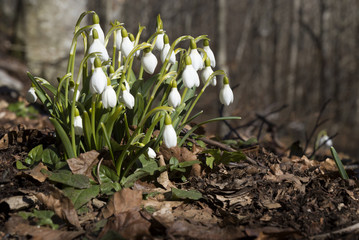 Galanthus Nivalis Snowdrop Flower closeup