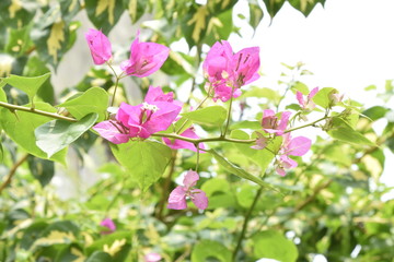 flower