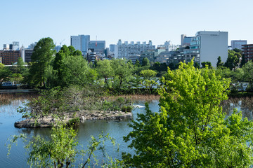 上野公園　不忍池　鵜の池