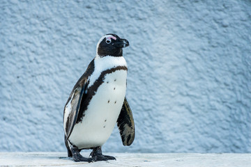 Humboldt Penguin - フンボルトペンギン１ - obrazy, fototapety, plakaty