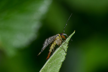 Scorpionfliege im Regen