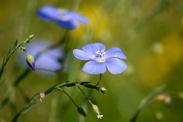 Zarte Blumen in Ihrem Garten