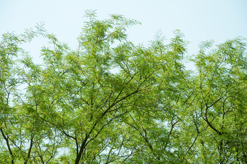Under big green tree. tree for background