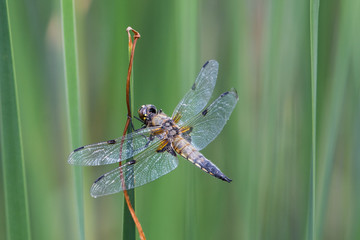 Großlibelle