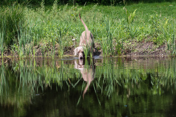 Hunde am Wasser
